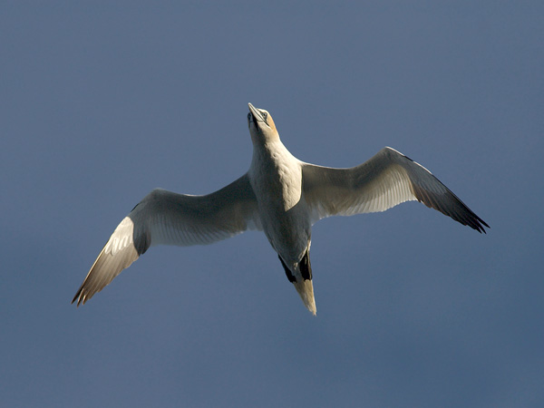 Suula, Northern Gannet, Morus bassanus